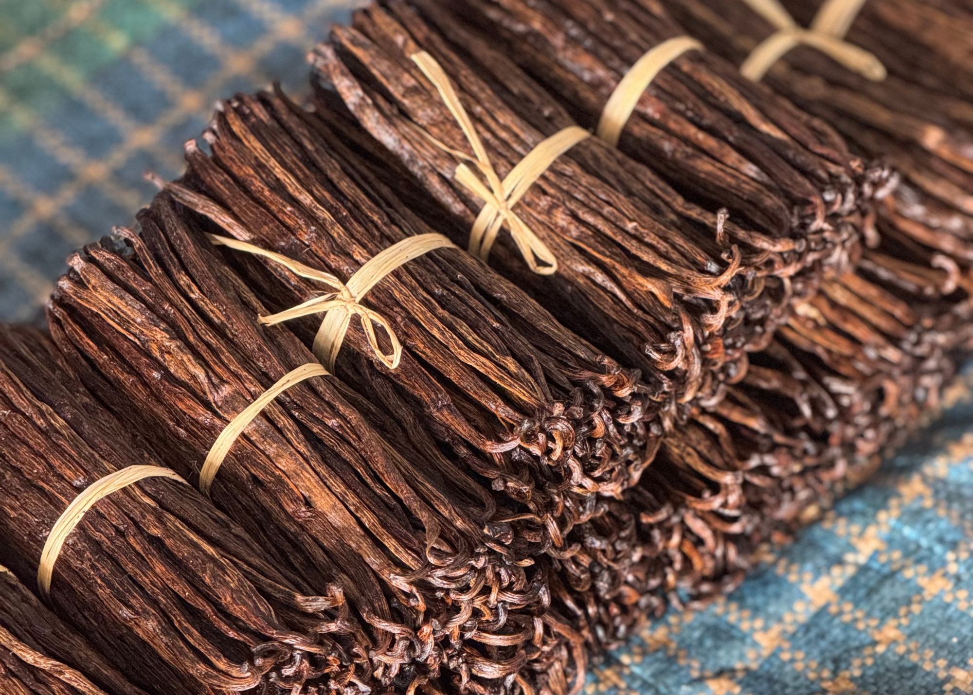 Spotlight: Vanilla Bean