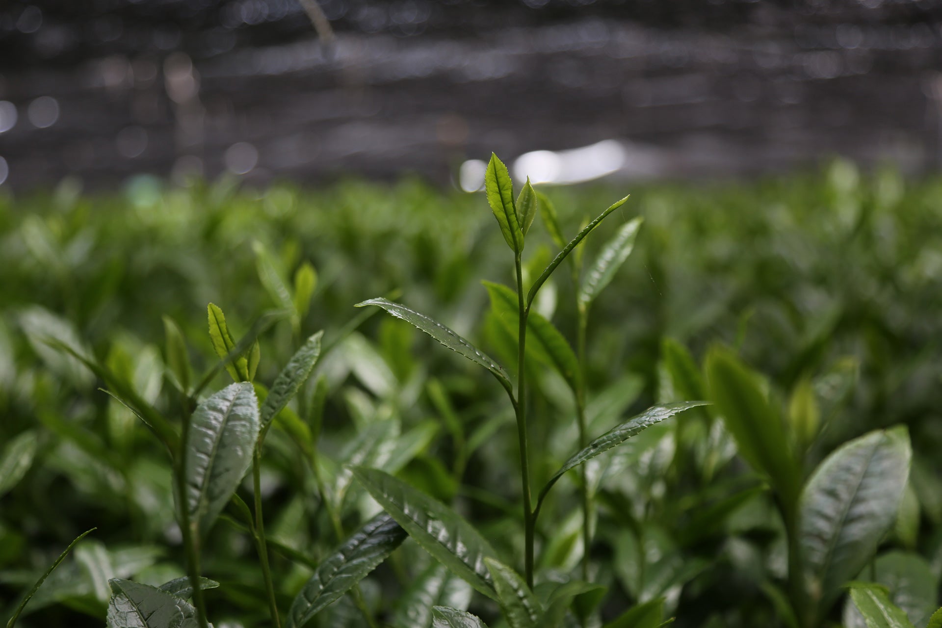 Matcha Harvest Season