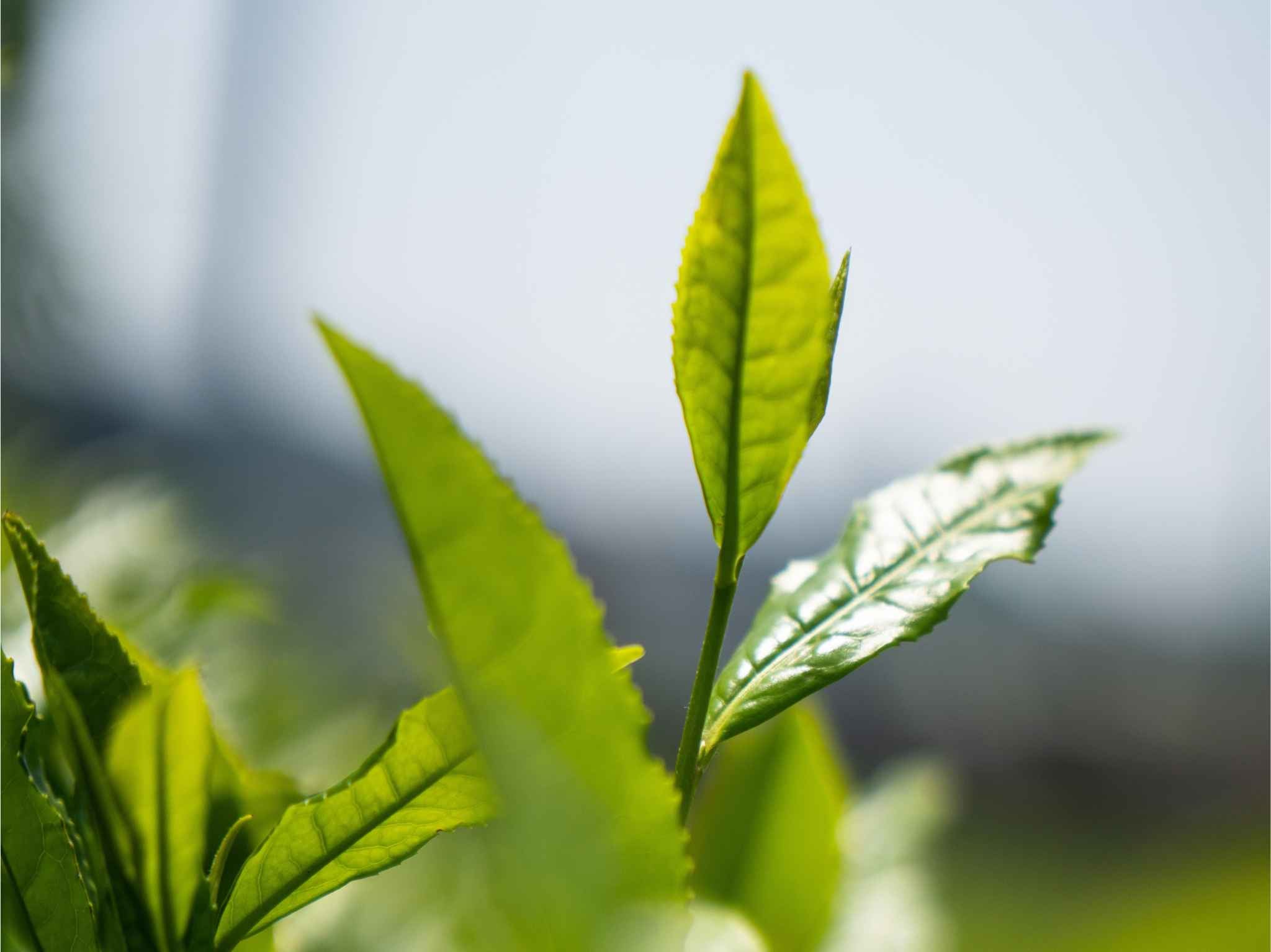 Spilling the Tea: What Is Single-Cultivar Matcha?