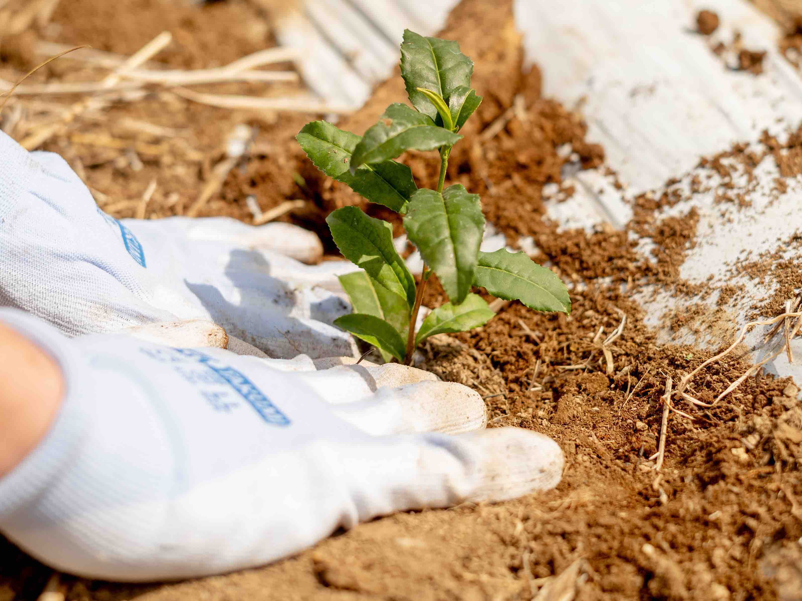 Spilling the Tea: The Secret Ingredient Is Actually the Soil