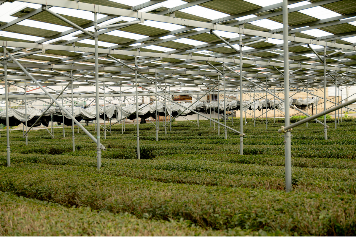 Spilling the Tea: Why Matcha is Grown in the Shade