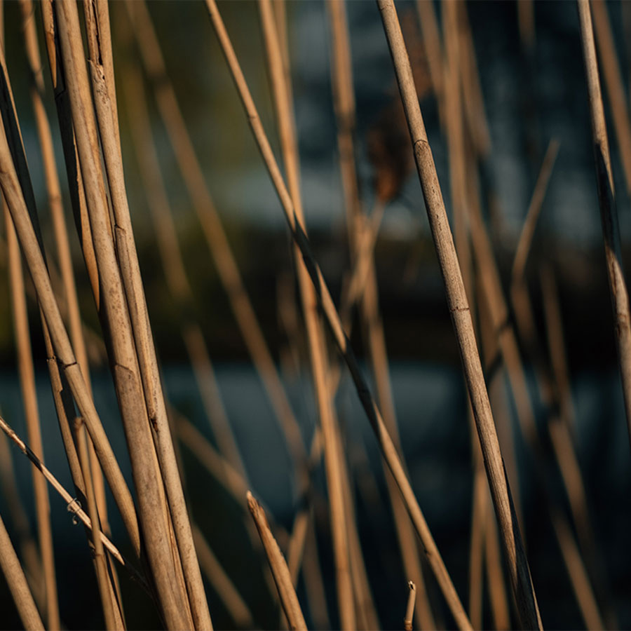 In Conversation with s’wheat – Matchaful