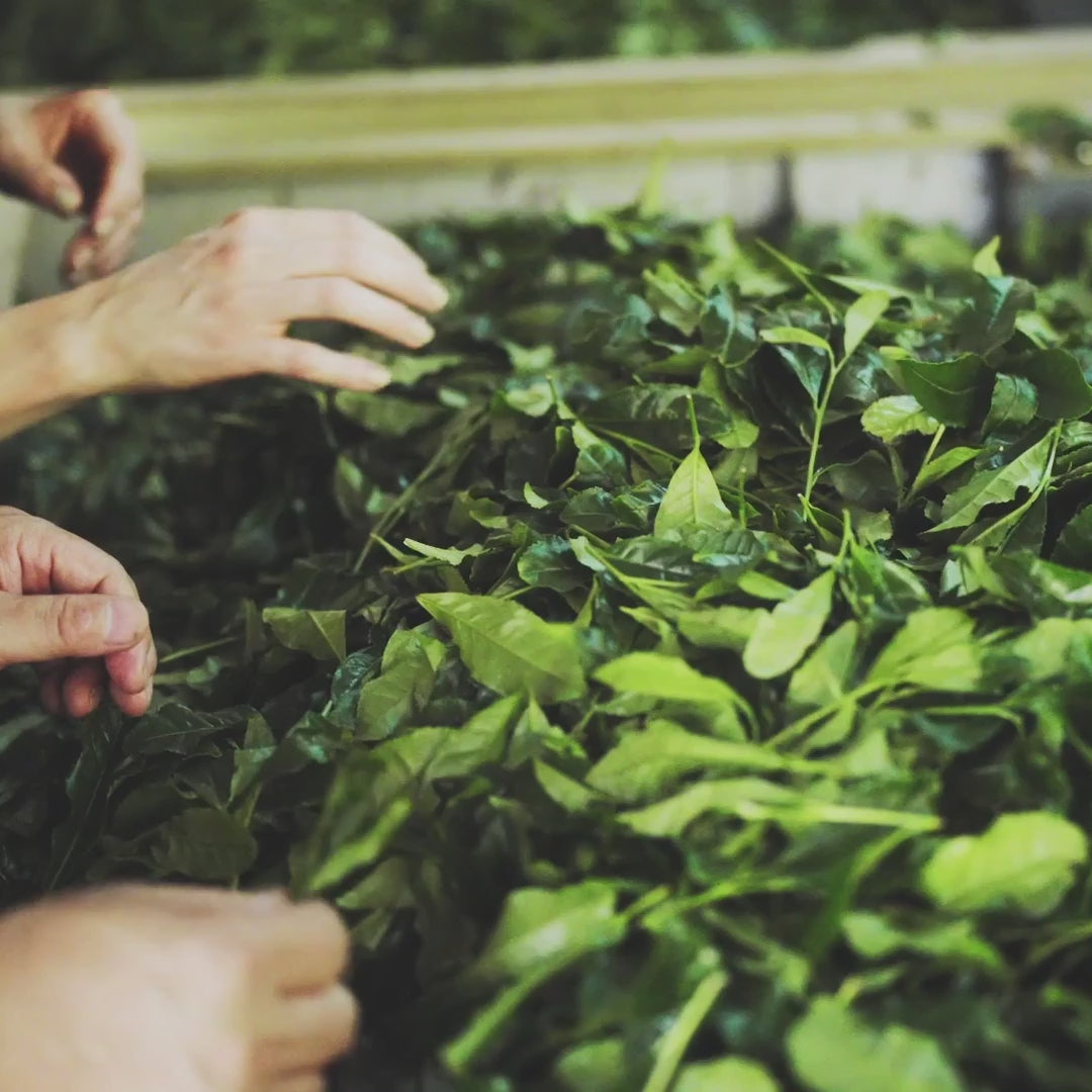 video of tencha tea leaves