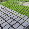 video of solar panels at matcha farm